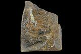 Paleocene Fossil Flower Stamen (Palaeocarpinus) - North Dakota #165075-1